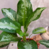 Aglaonema Pattaya m15