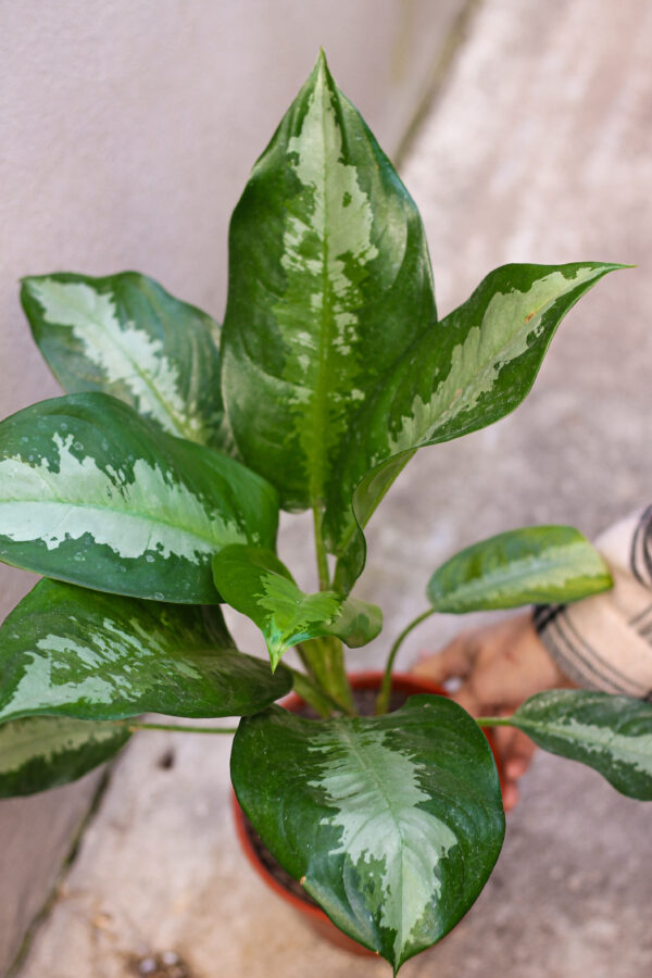 Aglaonema Pattaya m15