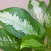 Aglaonema Pattaya m15