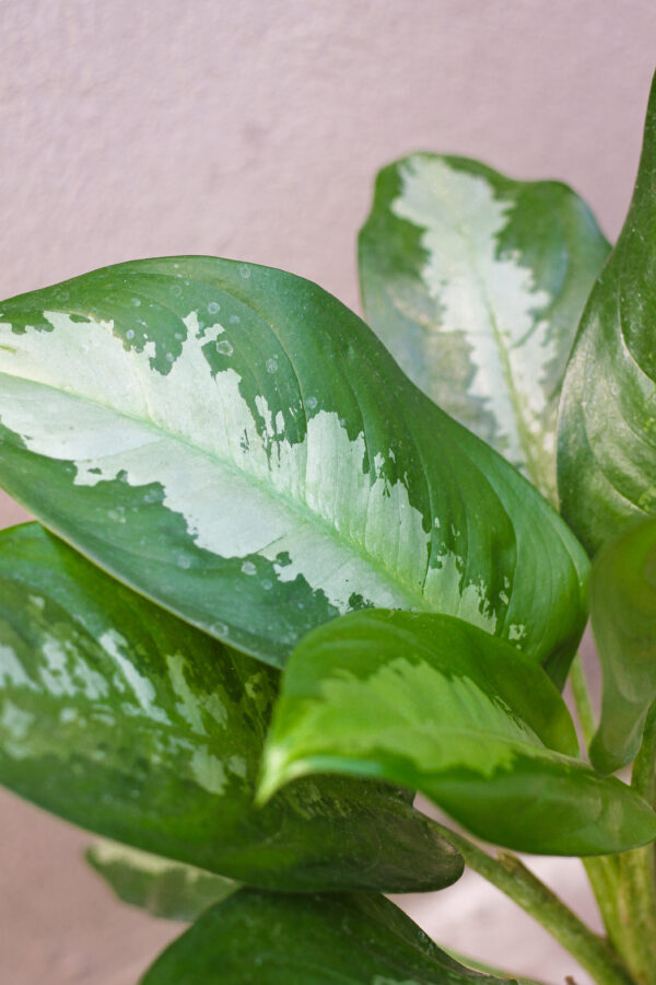 Aglaonema Pattaya m15