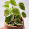 Peperomia Disciplinada