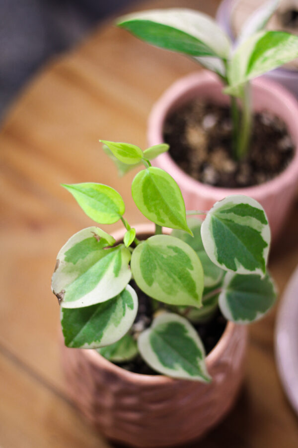 Peperomia Disciplinada