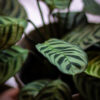 Calathea Maranta Puerto Rico