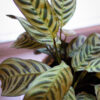 Calathea Maranta Puerto Rico
