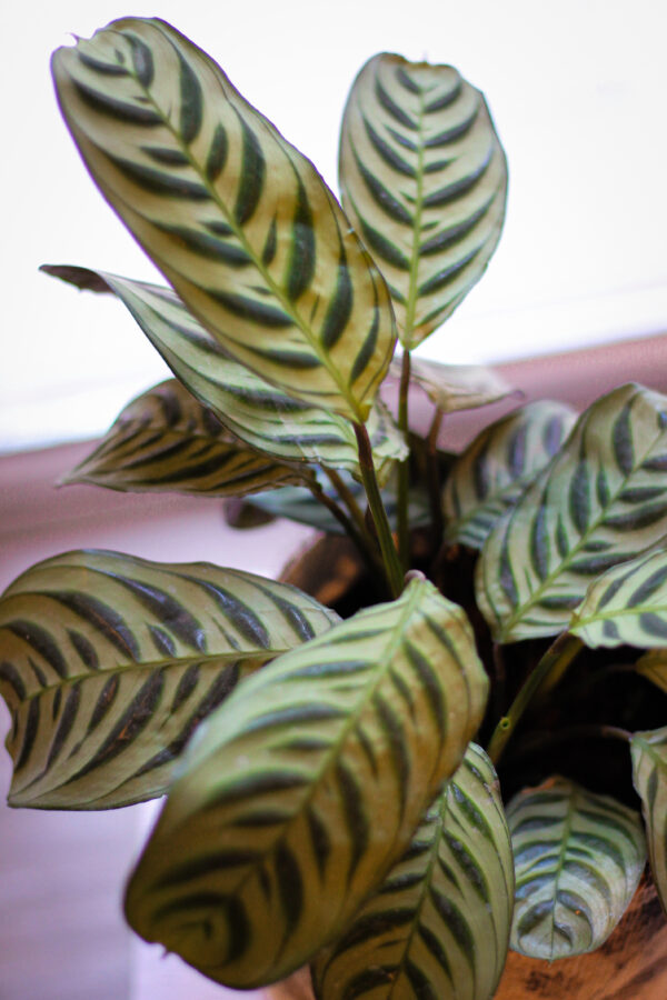 Calathea Maranta Puerto Rico