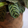 Calathea Maranta Puerto Rico