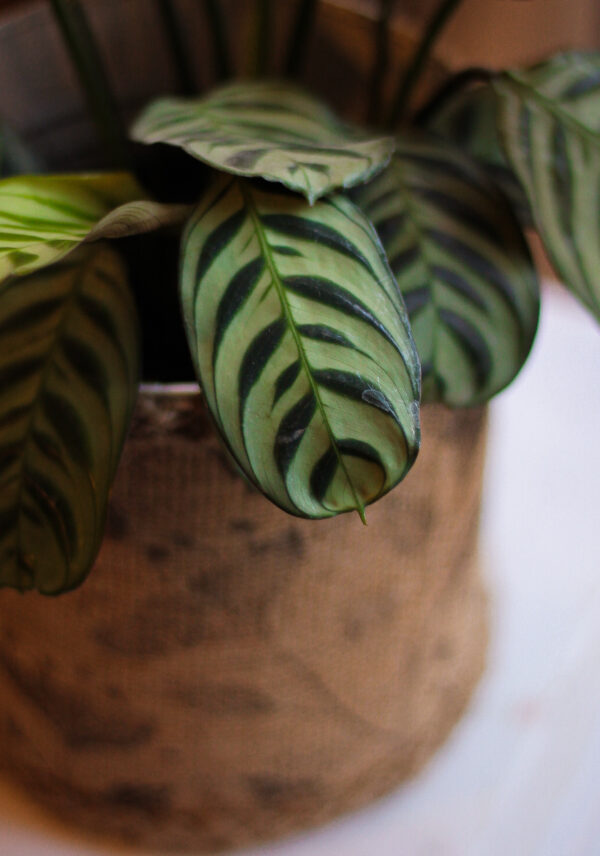Calathea Maranta Puerto Rico