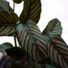 Calathea mil rayas
