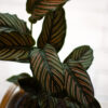 Calathea mil rayas