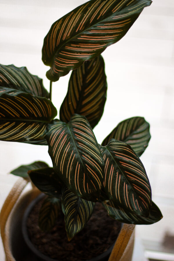 Calathea mil rayas