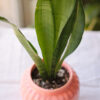 Baby plant