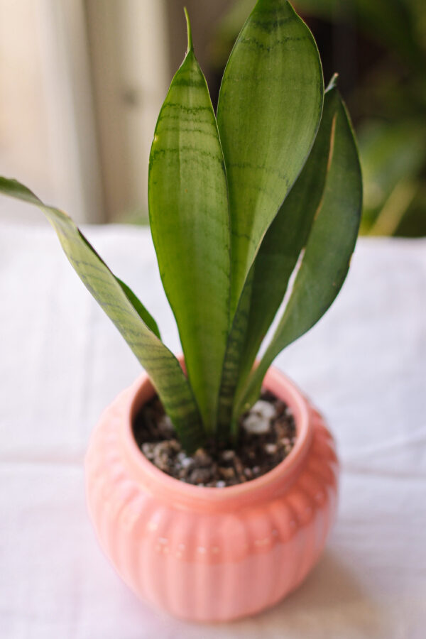 Baby plant