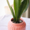 Baby plant