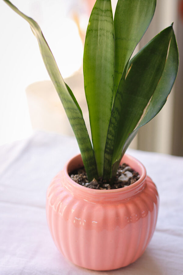 Baby plant