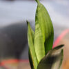 Baby plant