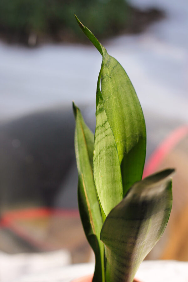 Baby plant