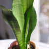 Baby plant