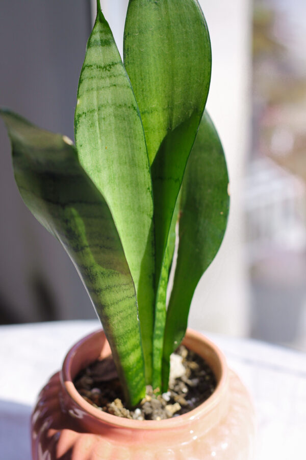 Baby plant
