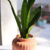 Baby plant