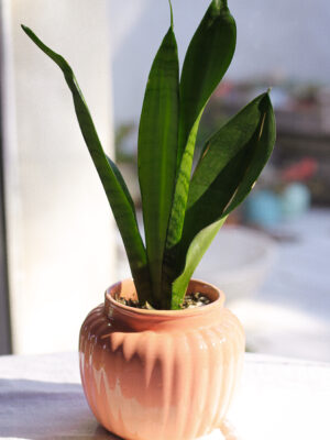 Baby plant