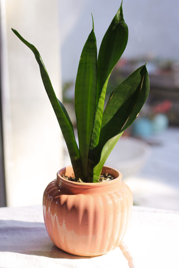 Baby plant