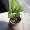 Baby plant