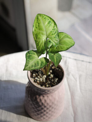 Baby plant