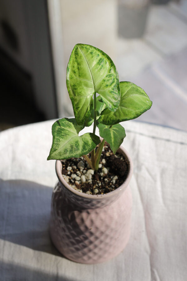 Baby plant