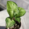 Baby plant