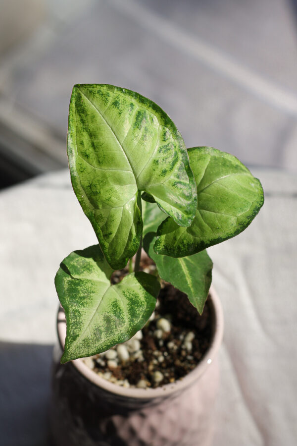 Baby plant