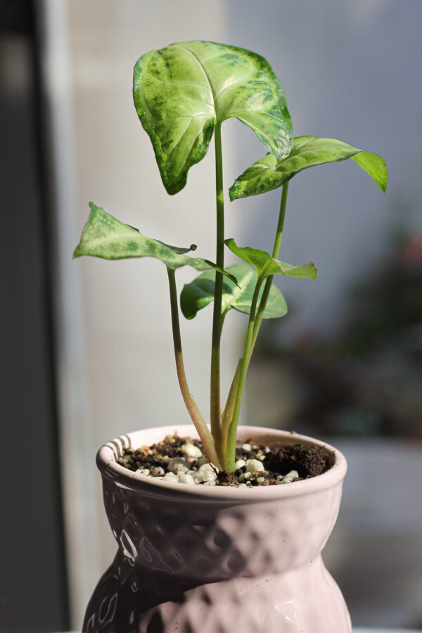 Baby plant