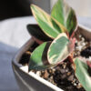 Baby plant