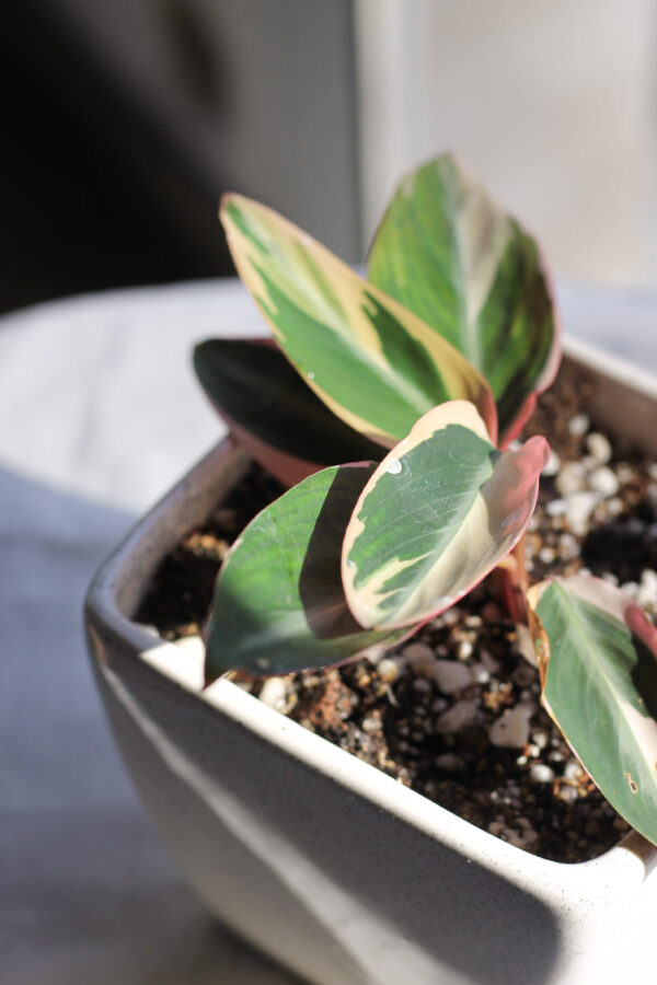 Baby plant