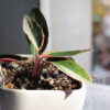 Baby plant