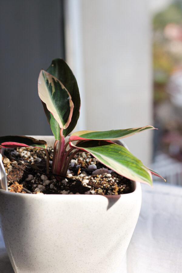 Baby plant