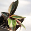 Baby plant