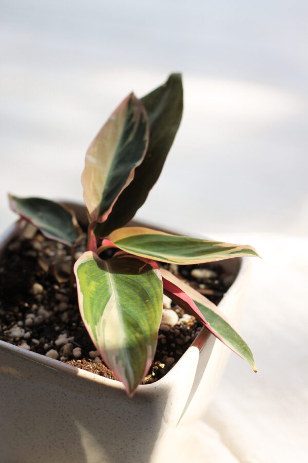 Baby plant