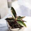 Baby plant
