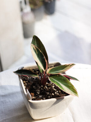 Baby plant