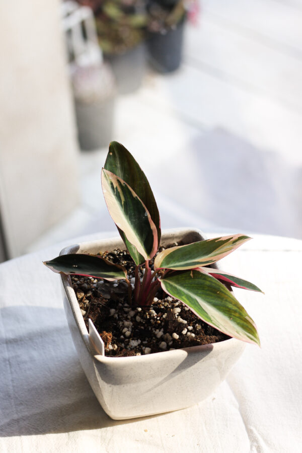 Baby plant
