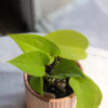 Baby plant