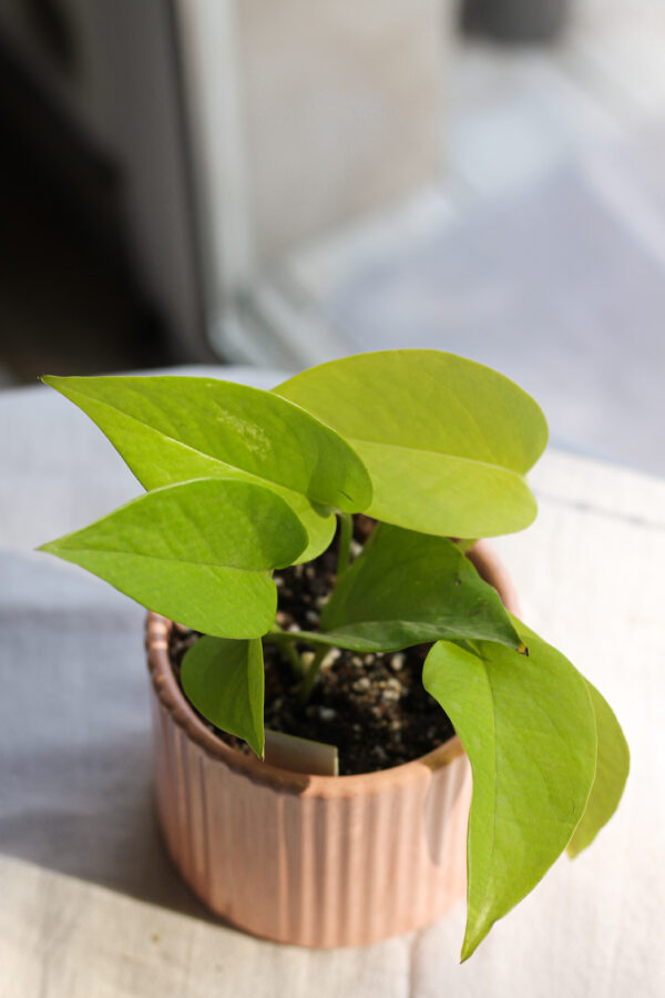 Baby plant