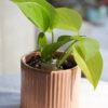 Baby plant