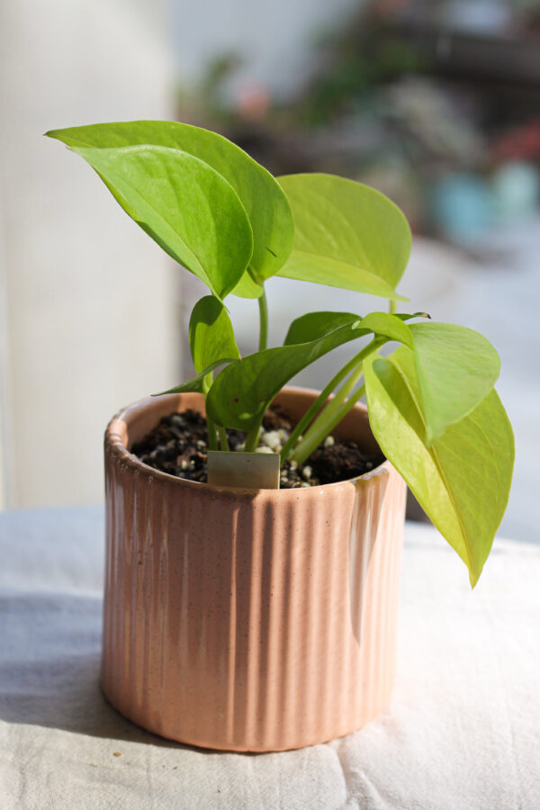 Baby plant