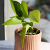 Baby plant