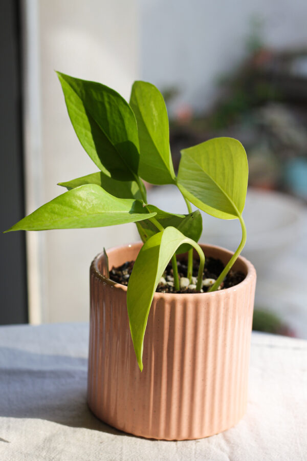 Baby plant