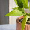 Baby plant