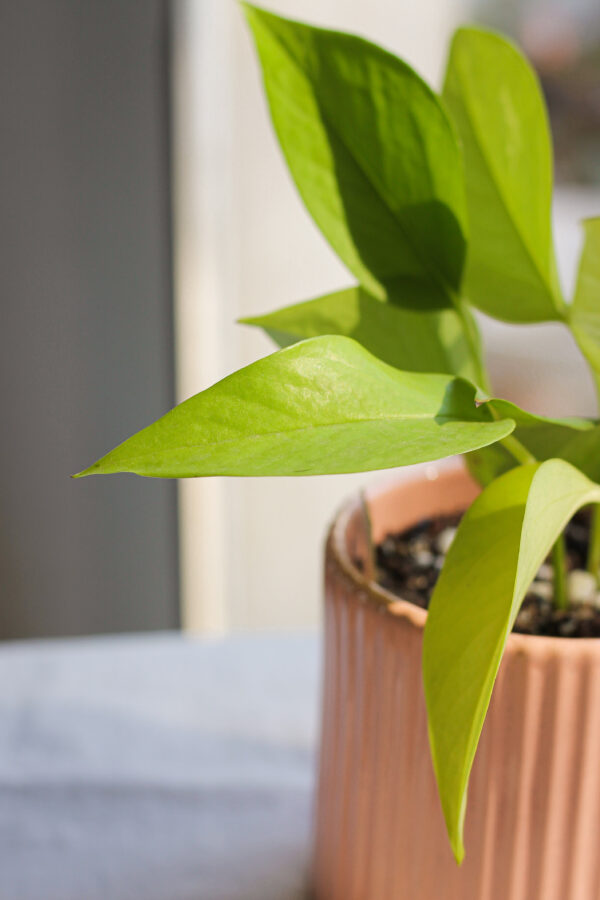 Baby plant