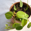 Baby plant
