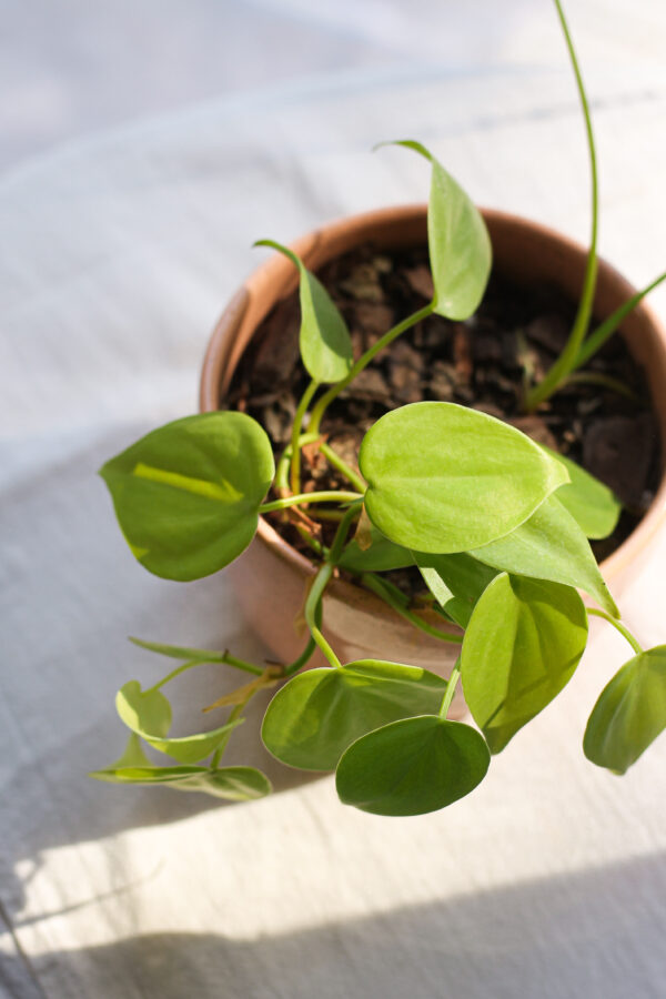 Baby plant